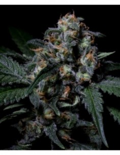 100 UND FEM - NEGRA 44 