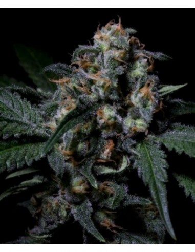 100 UND FEM - NEGRA 44 