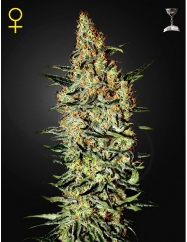 1 UND FEM - NEVILLE'S HAZE 