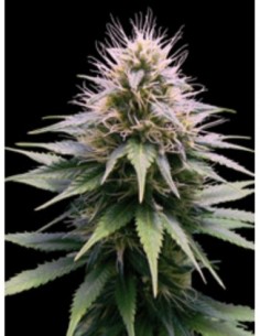 10 UND FEM- NEW YORK DIESEL AUTOMATICA 