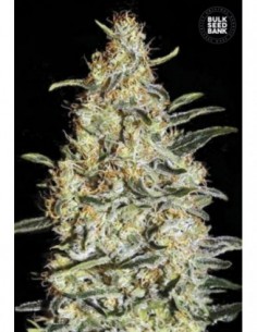 100 UND FEM - NEW'S HAZE 