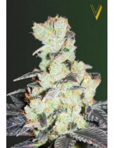 10 UND FEM - NHL DIESEL 