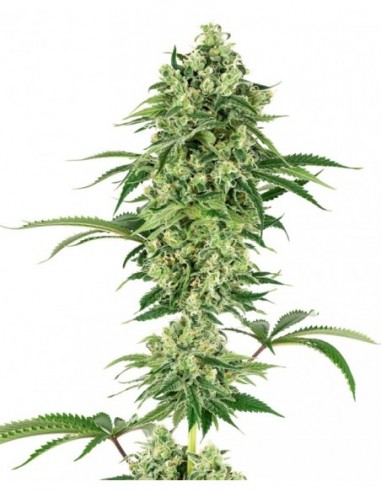 5 UND FEM - NICOLE HINDU KUSH 