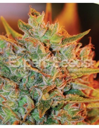 15 UND FEM - NL X BIG BUD AUTO 