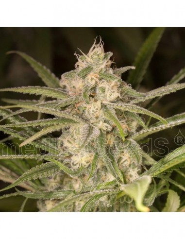 3 UND FEM - NO NAME AUTO 