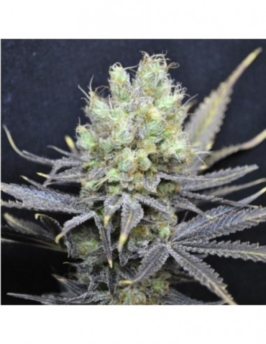 5 UND FEM - NORDLE * CBD CREW SEEDS 5 UND FEMINIZADAS