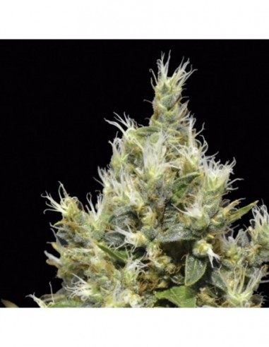 3 UND FEM - NORTHERN 