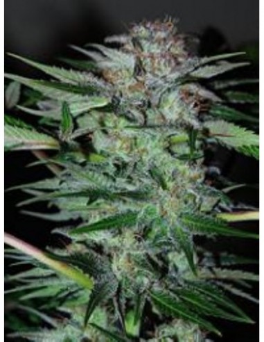 3 UND FEM - NORTHERN DWARF AUTOMATICA 