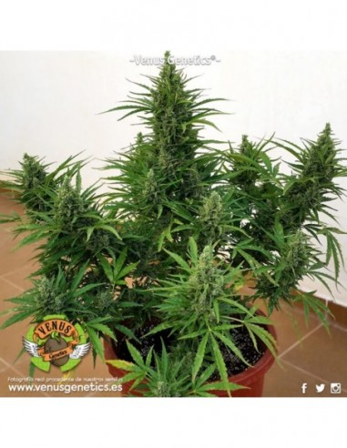 1 UND FEM - NORTHERN LIGHT AUTO * VENUS GENETIC 1 UND FEMINIZADAS