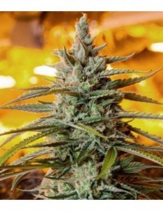 5 UND FEM - NORTHERN LIGHT (AUTOFLORECIENTE) * THE BULLDOG SEEDS 5 UND FEM