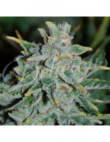 3 UND FEM - NORTHERN LIGHT BLUE AUTO (AUTOMATIC LINE) 