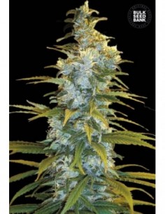 100 UND FEM - NORTHERN LIGHT 