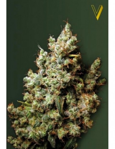 10 UND FEM - NORTHERN LIGHT 