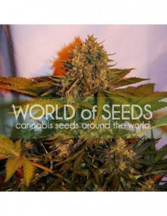 12 UND FEM - NORTHERN LIGHT X BIG BUD RYDER (AUTOFLOWERING C.) 