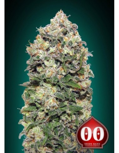 25 UND FEM - NORTHERN LIGHTS 