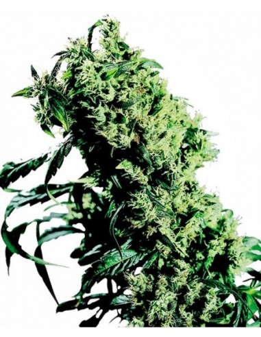 10 UND FEM - NORTHERN LIGHTS 5 X HAZE ® 