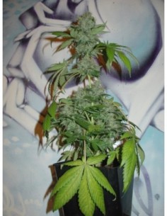 5 UND FEM - NORTHERN LIGHTS AUTO 