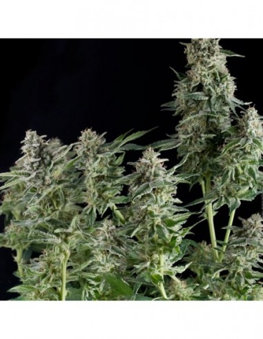 5 UND FEM - NORTHERN LIGHTS CBD 