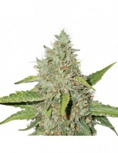 25 UND FEM - NORTHERN LIGHTS 