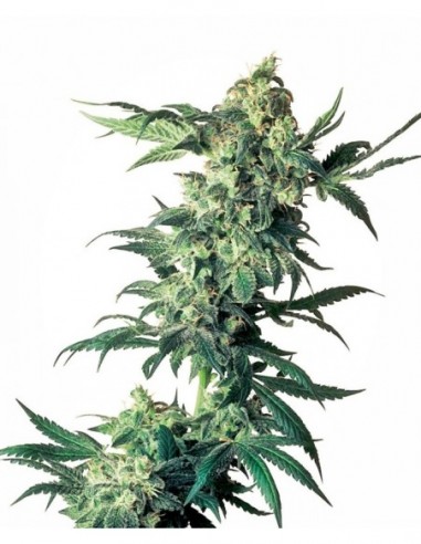 1 UND FEM - NORTHERN LIGHTS  SENSI SEEDS FEMINIZADA 1 UND