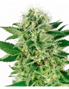 10 UND FEM - NORTHERN LIGHTS 