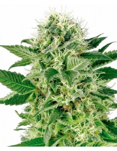 10 UND FEM - NORTHERN LIGHTS 