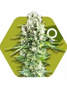 10 UND FEM - NORTHERN LIGHTS XL 