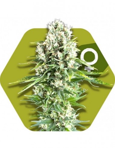 10 UND FEM - NORTHERN LIGHTS XL 