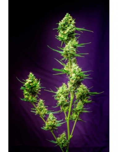 5 UND REG - NURSE JACKIE 