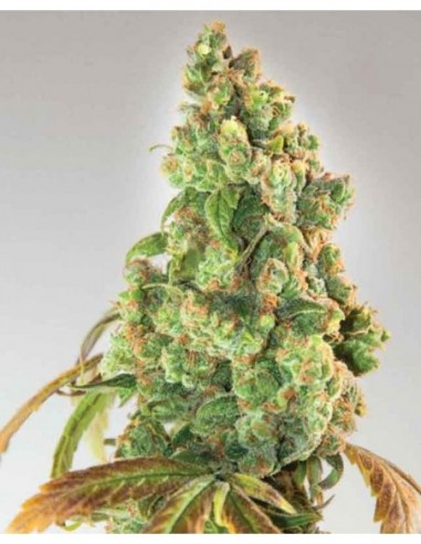 10 UND FEM - NURSE LILLY CBD 