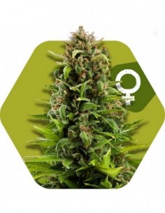 10 UND FEM - NYC DIESEL 