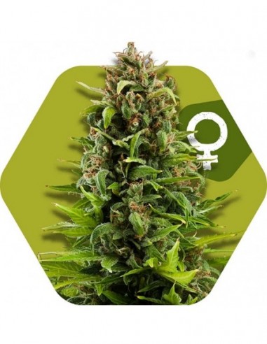 10 UND FEM - NYC DIESEL 