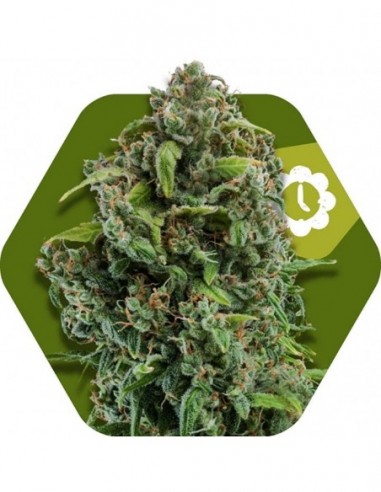 5 UND FEM - NYC DIESEL-AUTO 