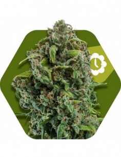 10 UND FEM - NYC DIESEL-AUTO 