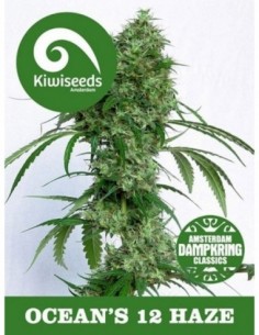 3 UND FEM - OCEANS 12 HAZE 