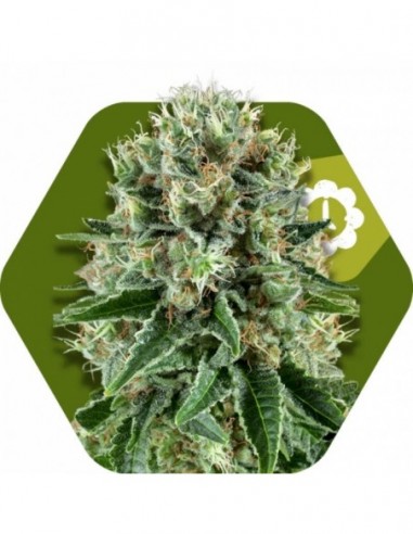 5 UND FEM - OG BUBBLE GUM AUTO 