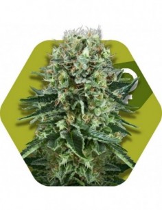 3 UND FEM - OG BUBBLE GUM 