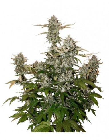 3 UND FEM - CANDY DAWG AUTO 