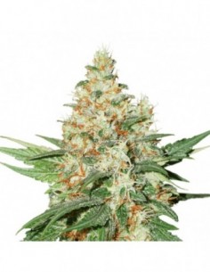 250 UND FEM - OG KUSH AUTO * SEEDSTOCKERS 250 UND FEMINIZADAS