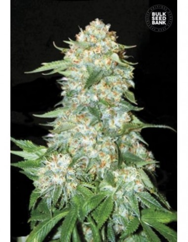 100 UND FEM - OG KUSH 