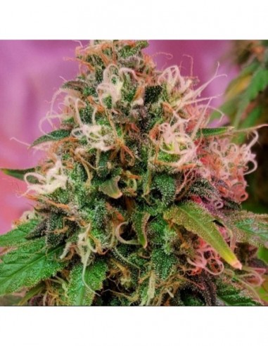 5 UND FEM - OG KUSH * CBD CREW SEEDS 5 UND FEMINIZADAS
