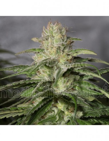 3 UND FEM - OG KUSH CBD 