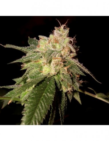 3 UND FEM - OG KUSH  DNA GENETICS RESERVA PRIVADA 3 UND FEMINIZADAS