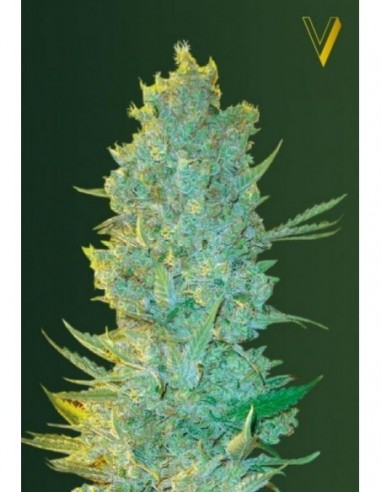 10 UND FEM - OG KUSH 