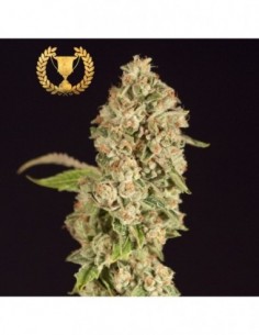 3 UND FEM - OG REEK'N * DEVILS HARVEST 3 UND FEMINIZADAS