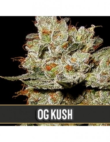 6 UND FEM - OG'S KUSH 