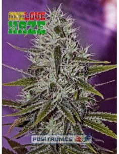 6 UND FEM - ONE LOVE HAZE * POSITRONICS 6 UND FEMINIZADAS