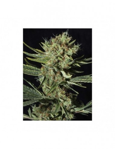 500 UND FEM - ONLY CBD   EVA SEEDS 500 UND FEMINIZADAS