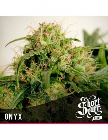5 UND FEM - ONYX * SHORT STUFF SEEDS FEM 5 UND