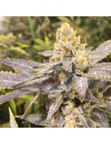 3 UND FEM - ORANGE BIG BUD 